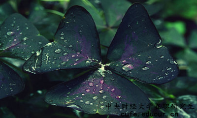 中央財(cái)經(jīng)在職研究生怎么報(bào)名？