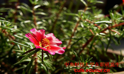 中央財經(jīng)大學(xué)在職研究生一般念多久？