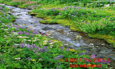 中央財經(jīng)大學(xué)在職研究生都是單證嗎？